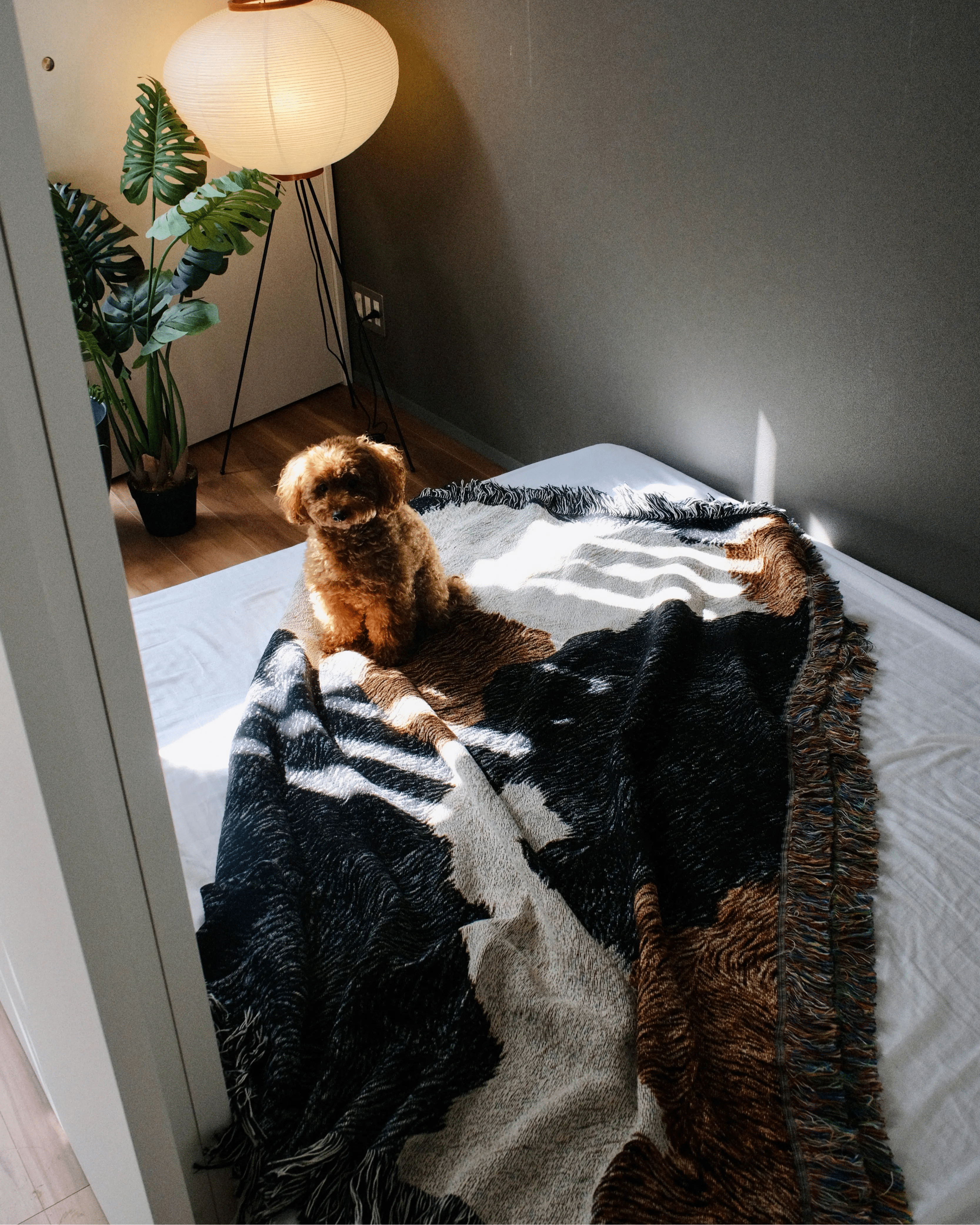 Cow Hide Throw Blanket