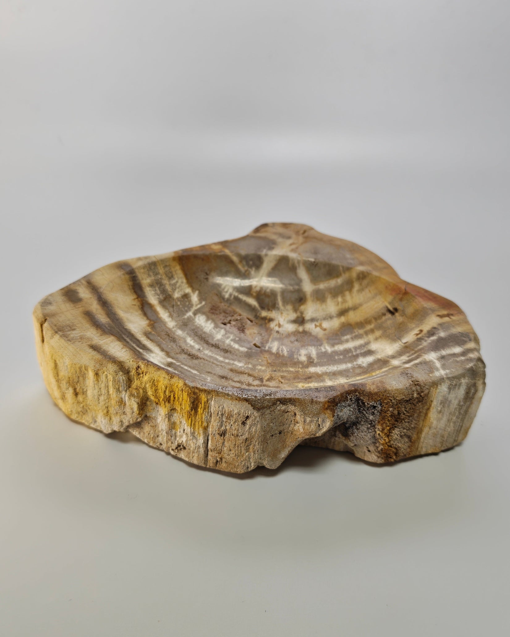 Petrified Wood Tray 004