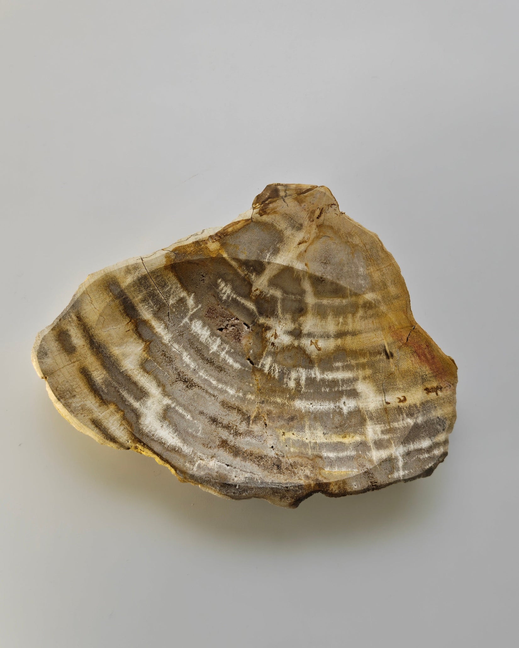 Petrified Wood Tray 004