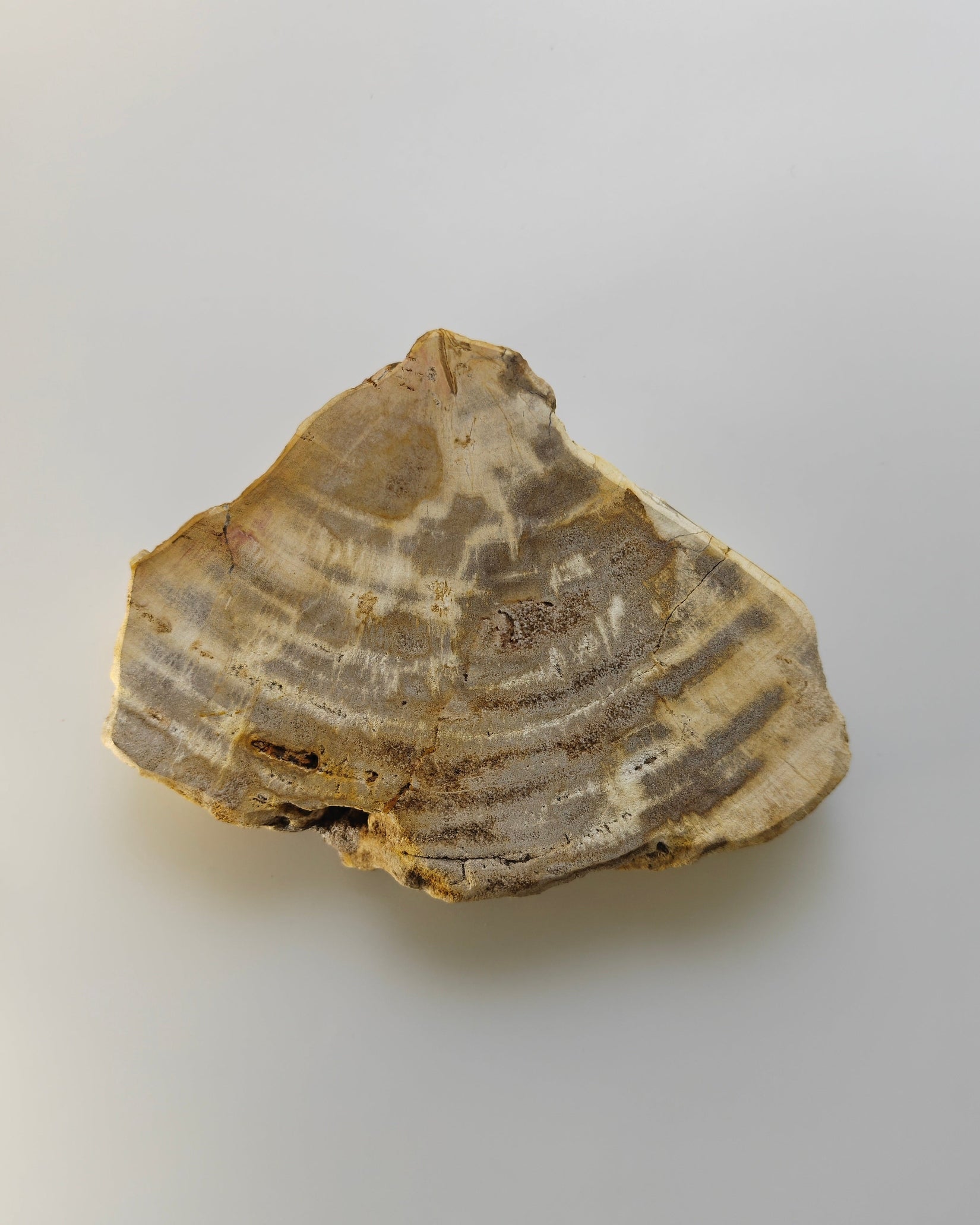 Petrified Wood Tray 004