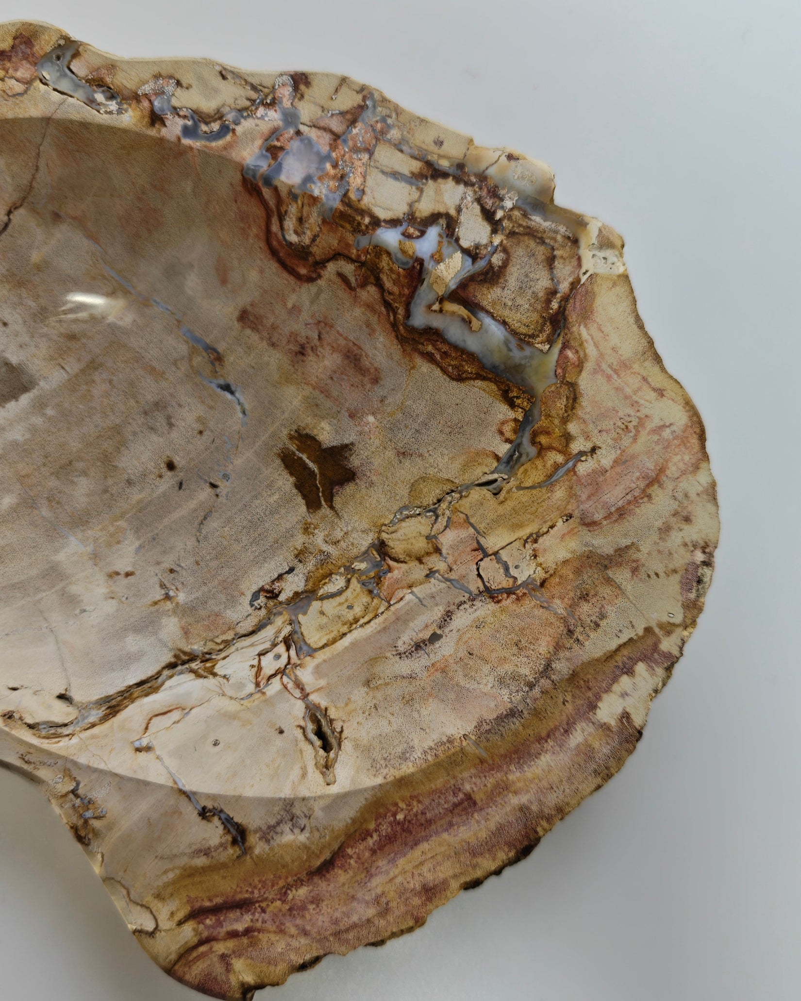 Petrified Wood Tray 005