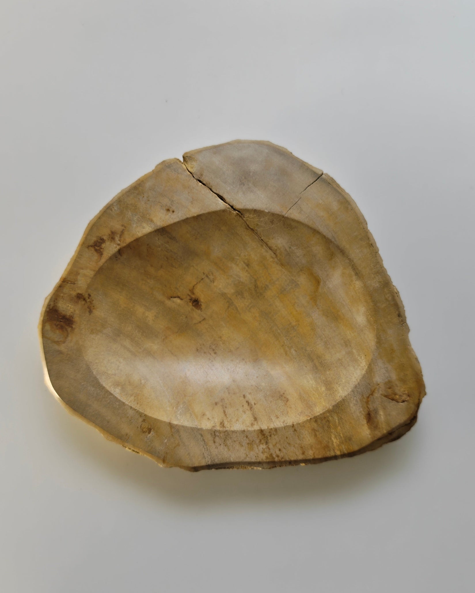 Petrified Wood Tray 006