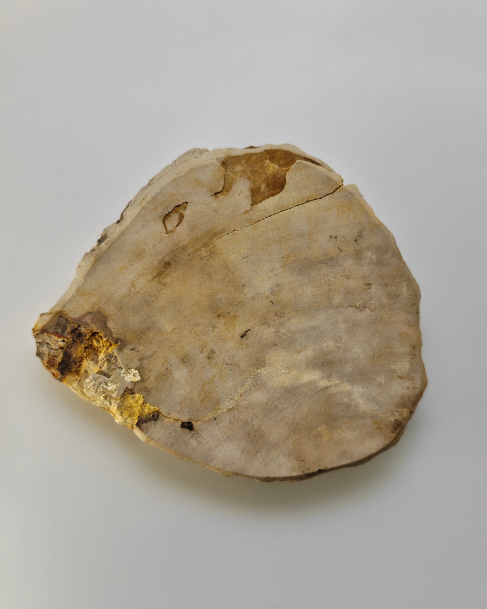 Petrified Wood Tray 006