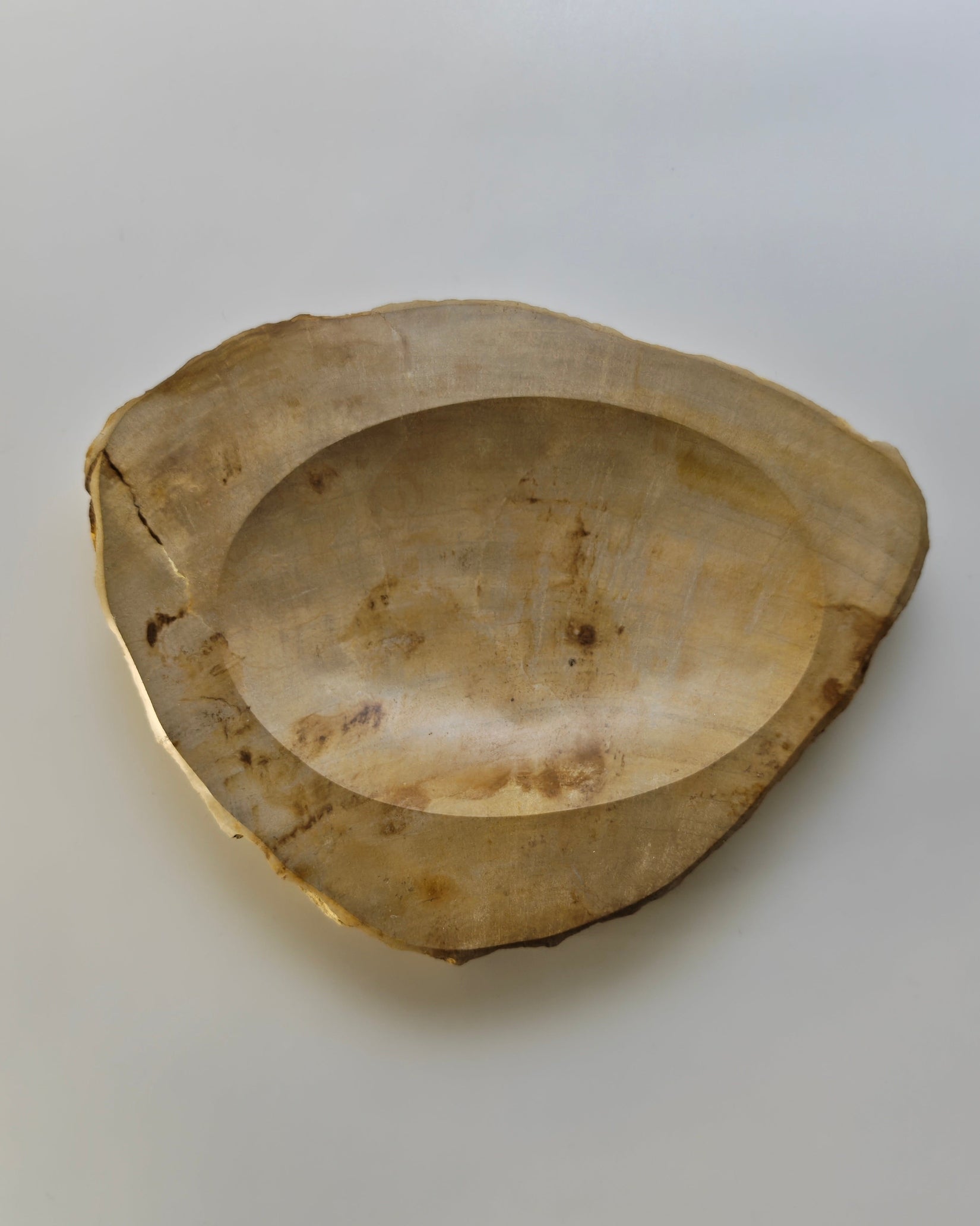 Petrified Wood Tray 007