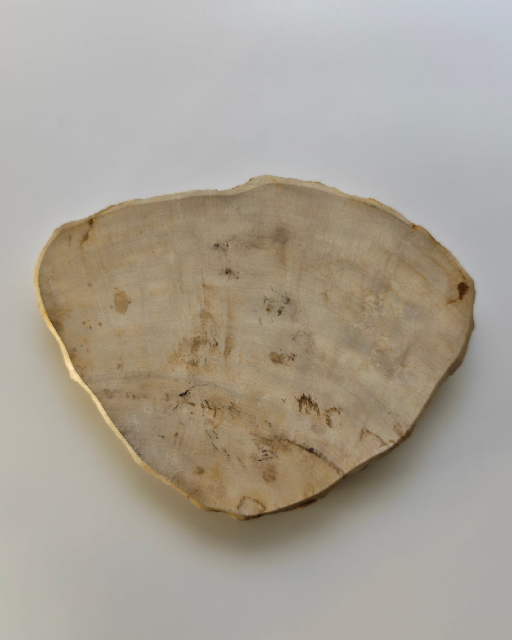 Petrified Wood Tray 007
