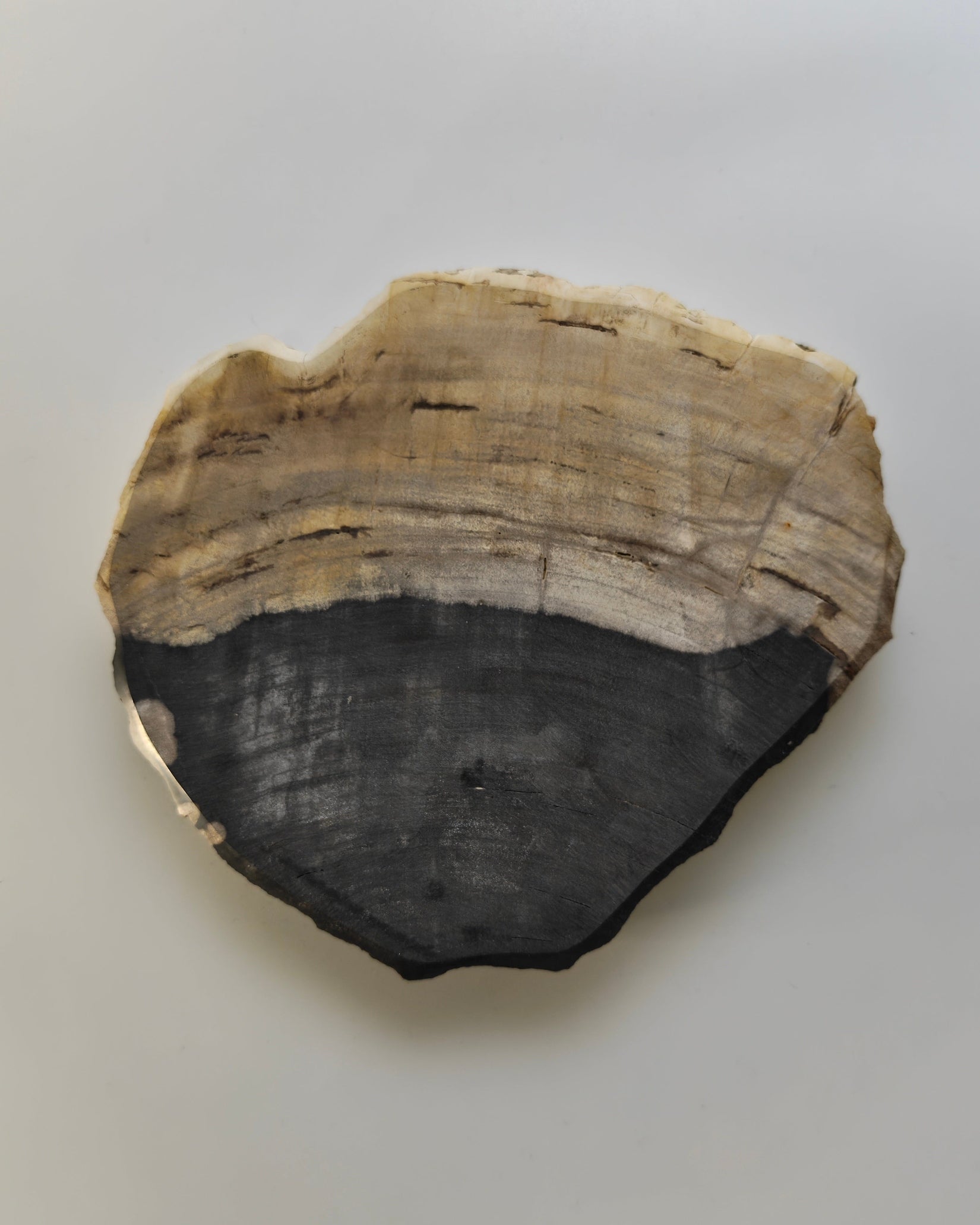 Petrified Wood Tray 008