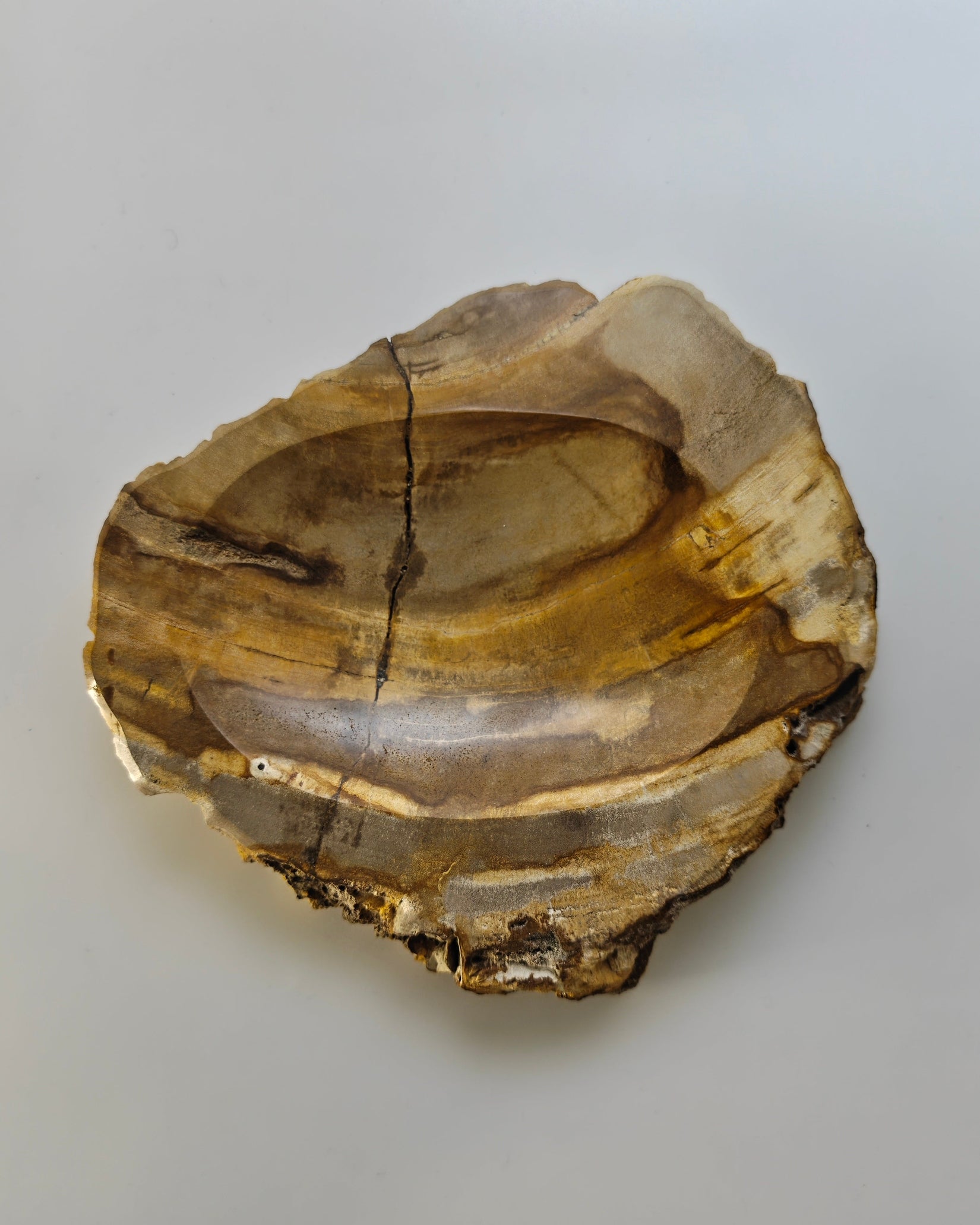 Petrified Wood Tray 009