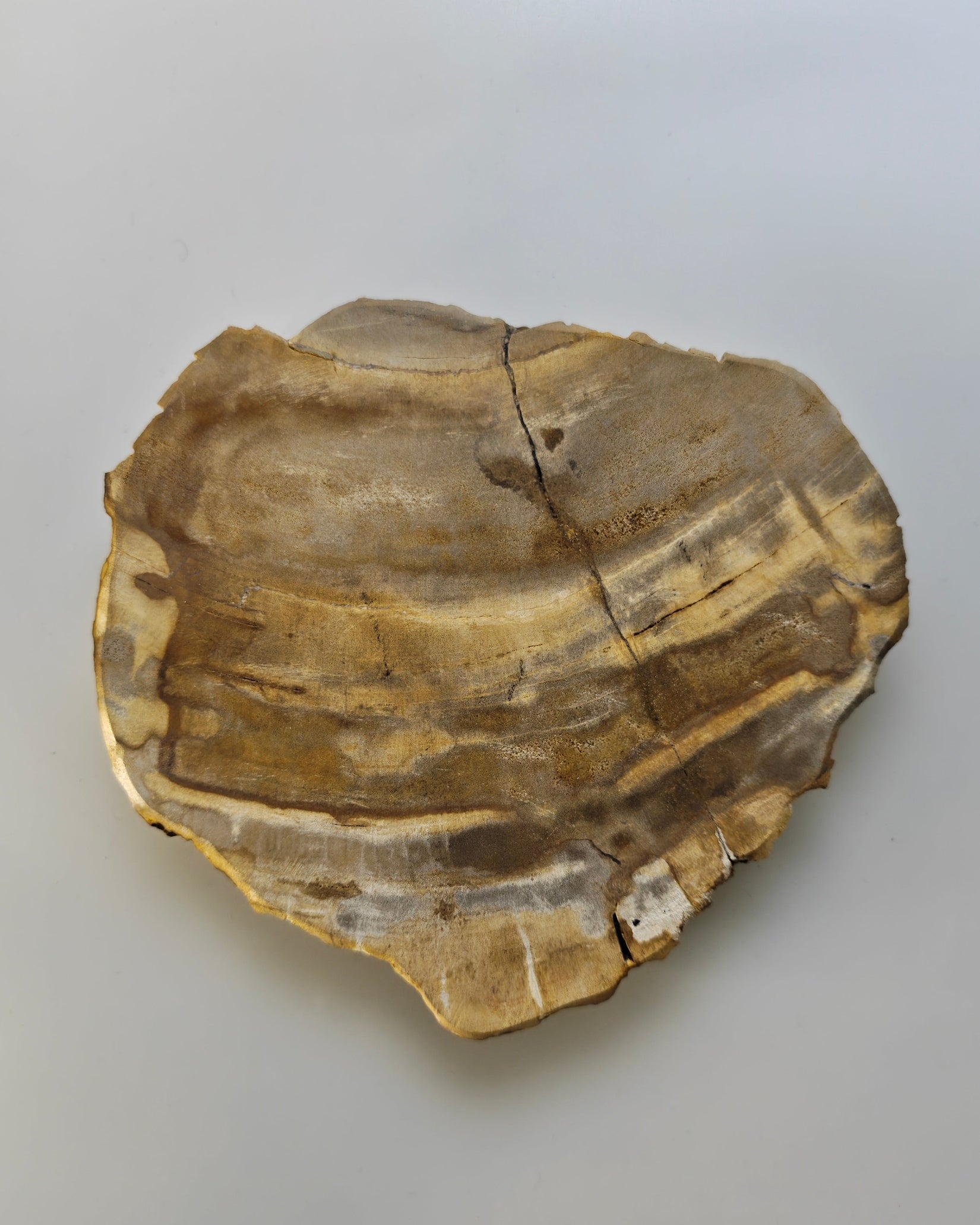 Petrified Wood Tray 009