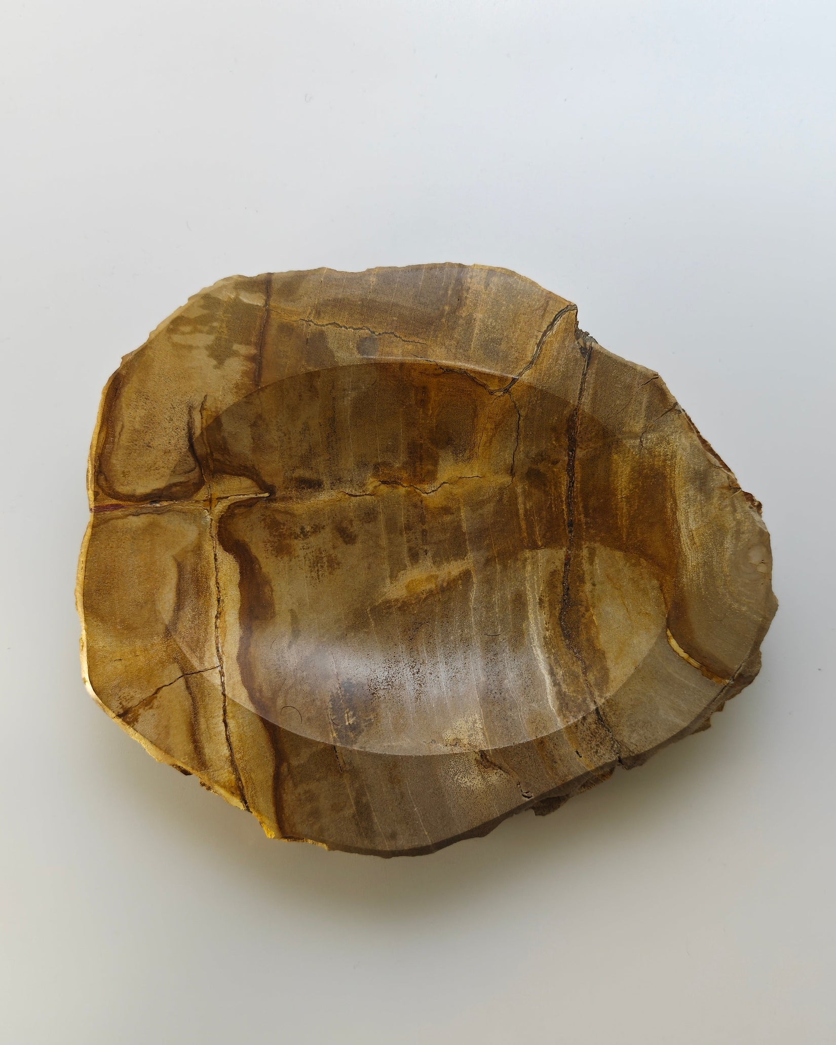 Petrified Wood Tray 011