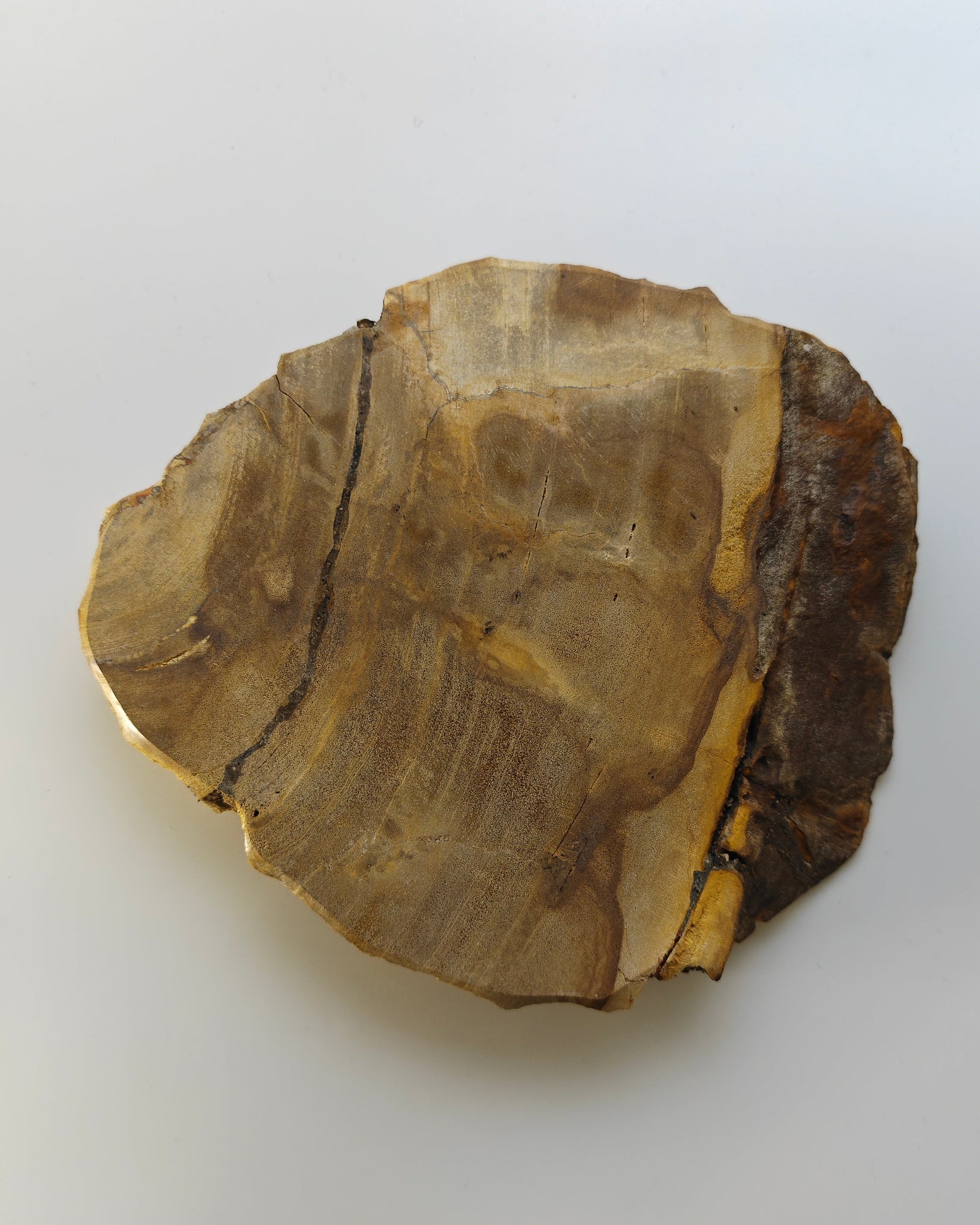 Petrified Wood Tray 011
