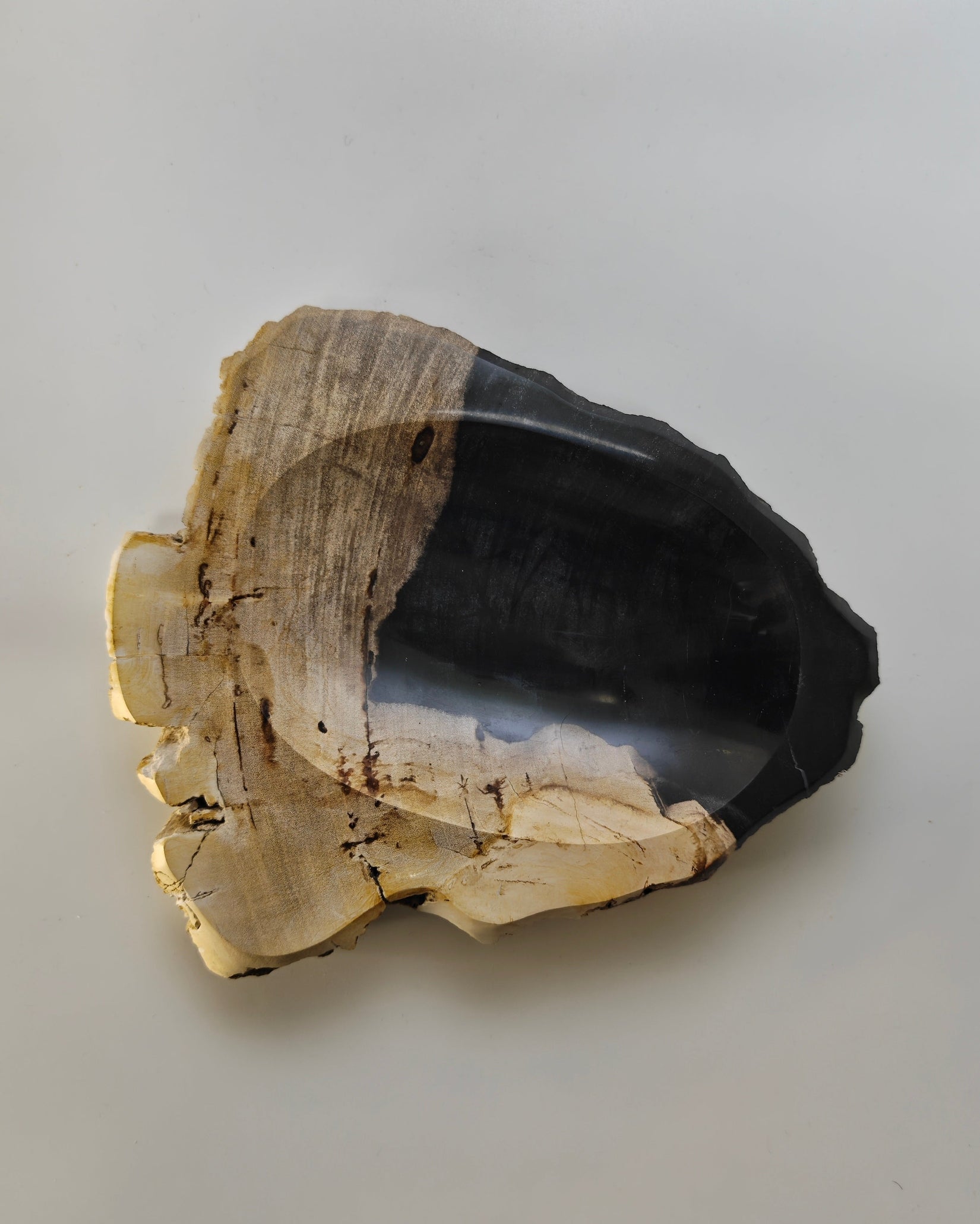 Petrified Wood Tray 012