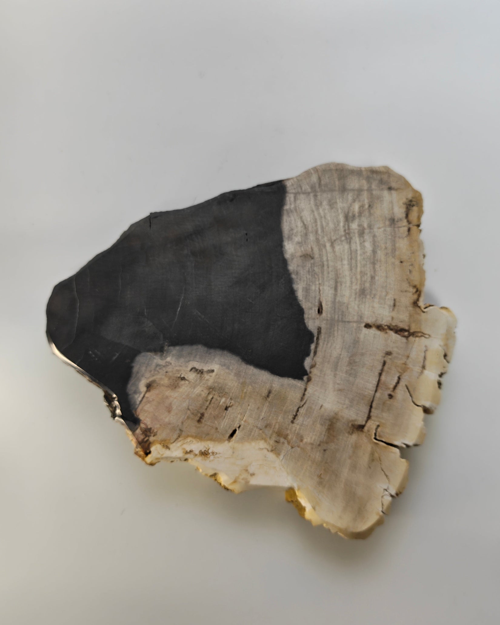 Petrified Wood Tray 012