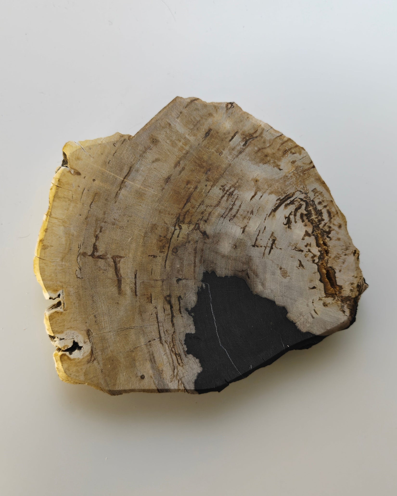 Petrified Wood Tray 013