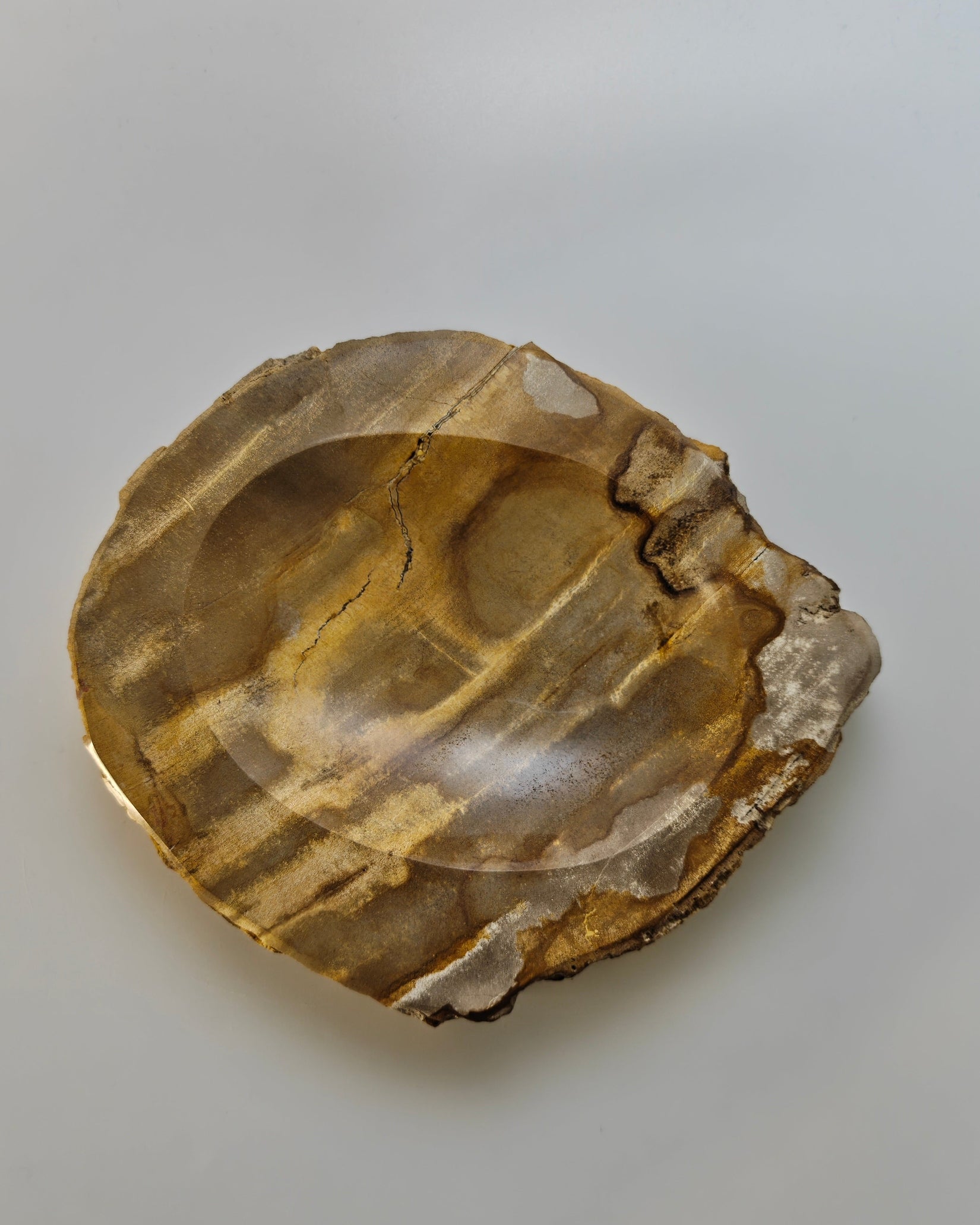 Petrified Wood Tray 014