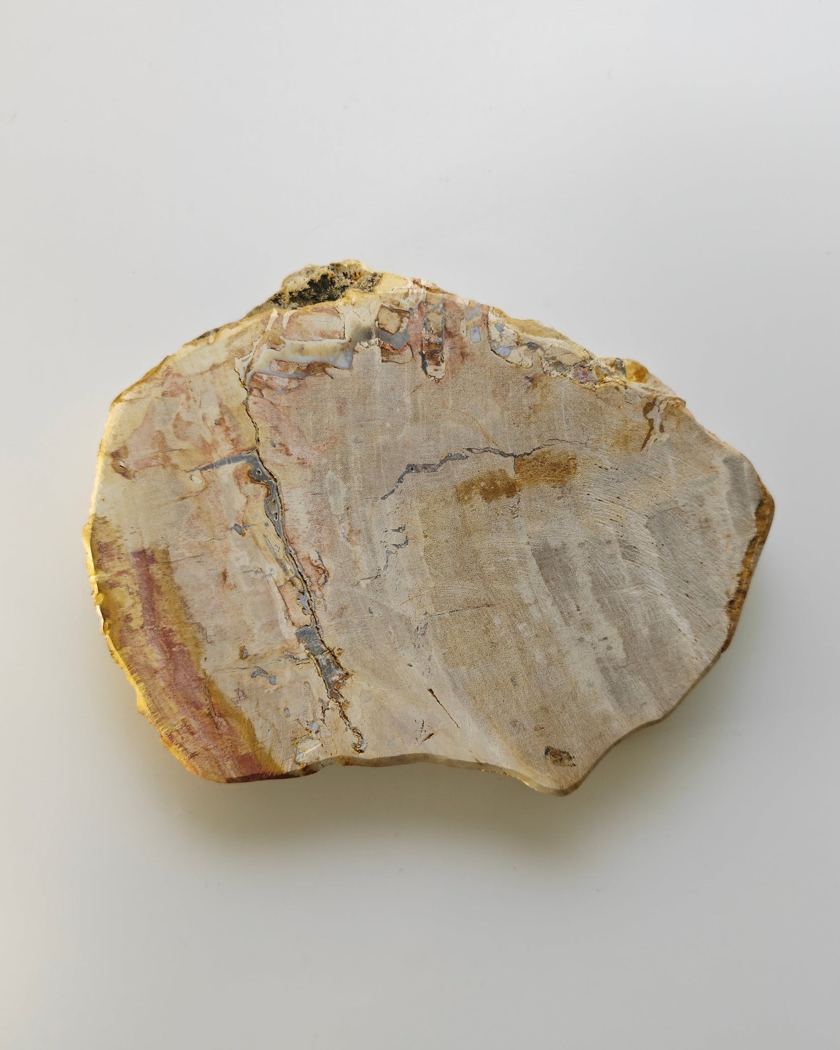 Petrified Wood Tray 005