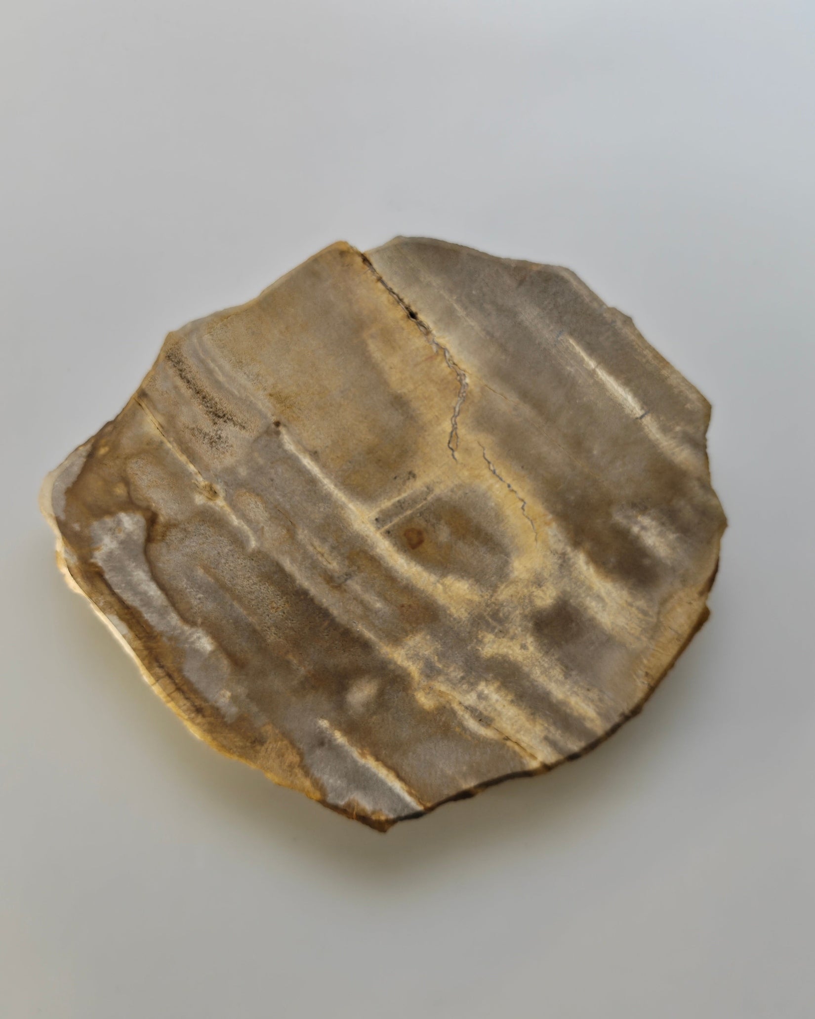 Petrified Wood Tray 014